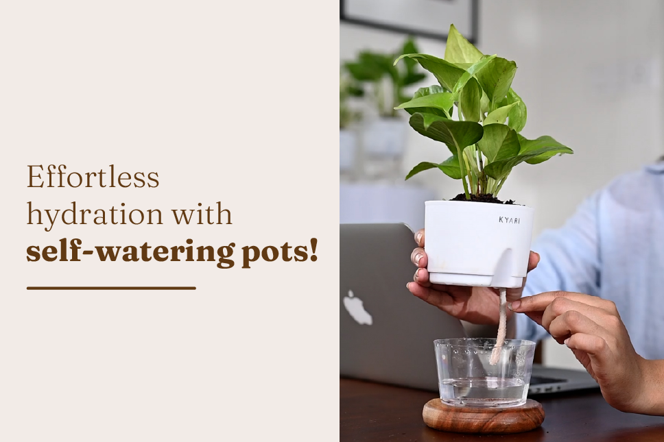 Benefits of Self-Watering Pots for Indoor Gardening | Kyari – Kyari.co