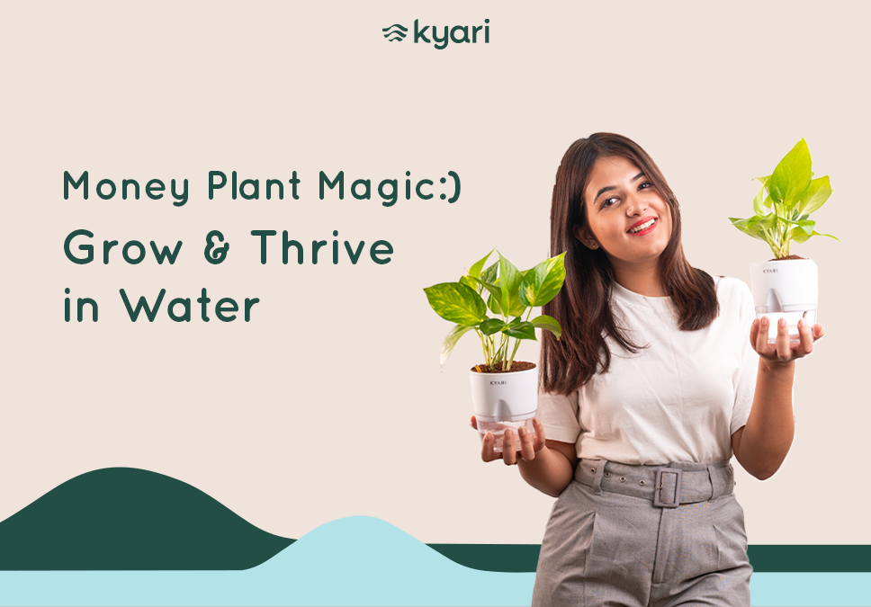 How To Grow Money Plants in Water  Kyari.co