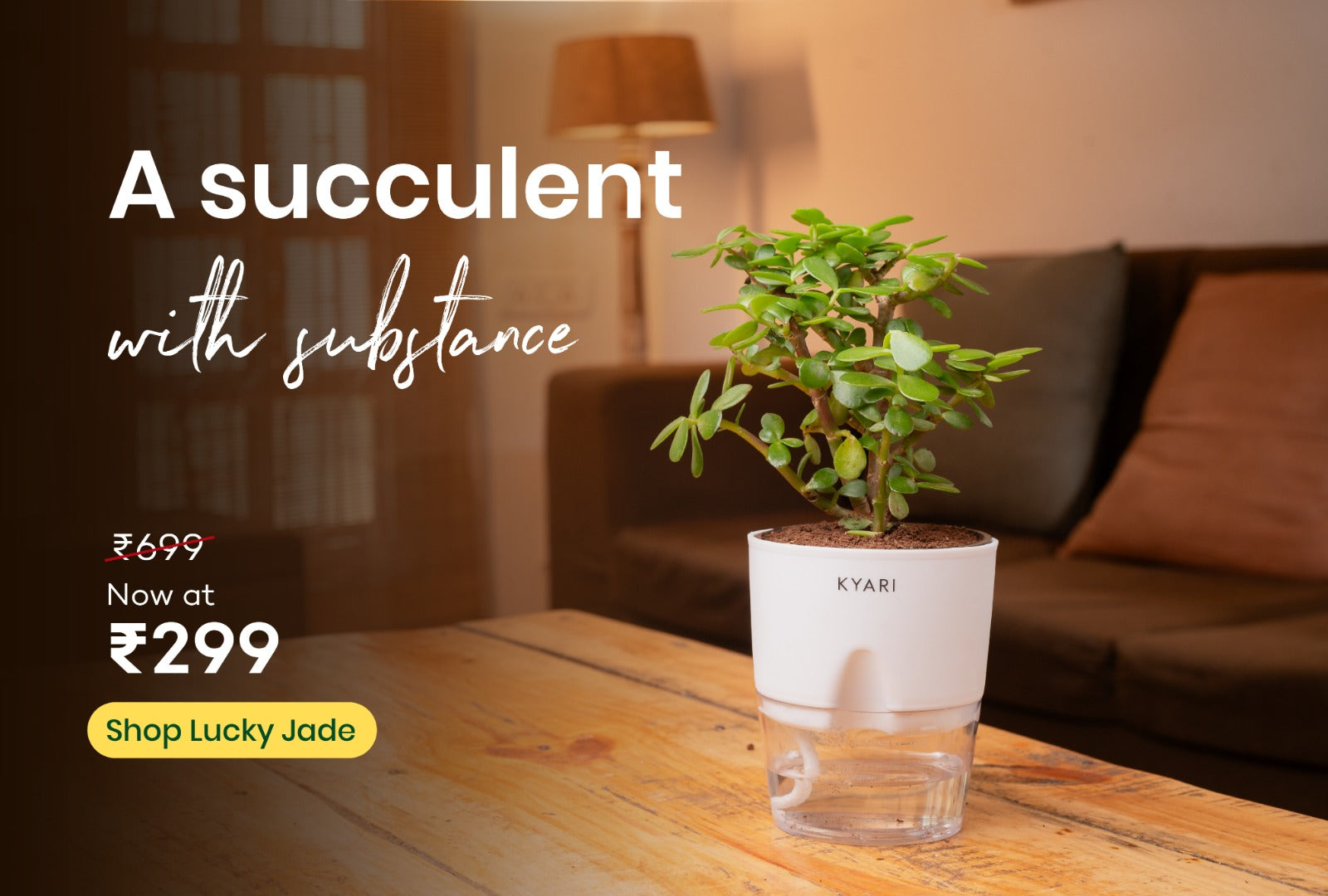 Where To Place Jade Plant In Office Desk: Boost Focus & Vibes