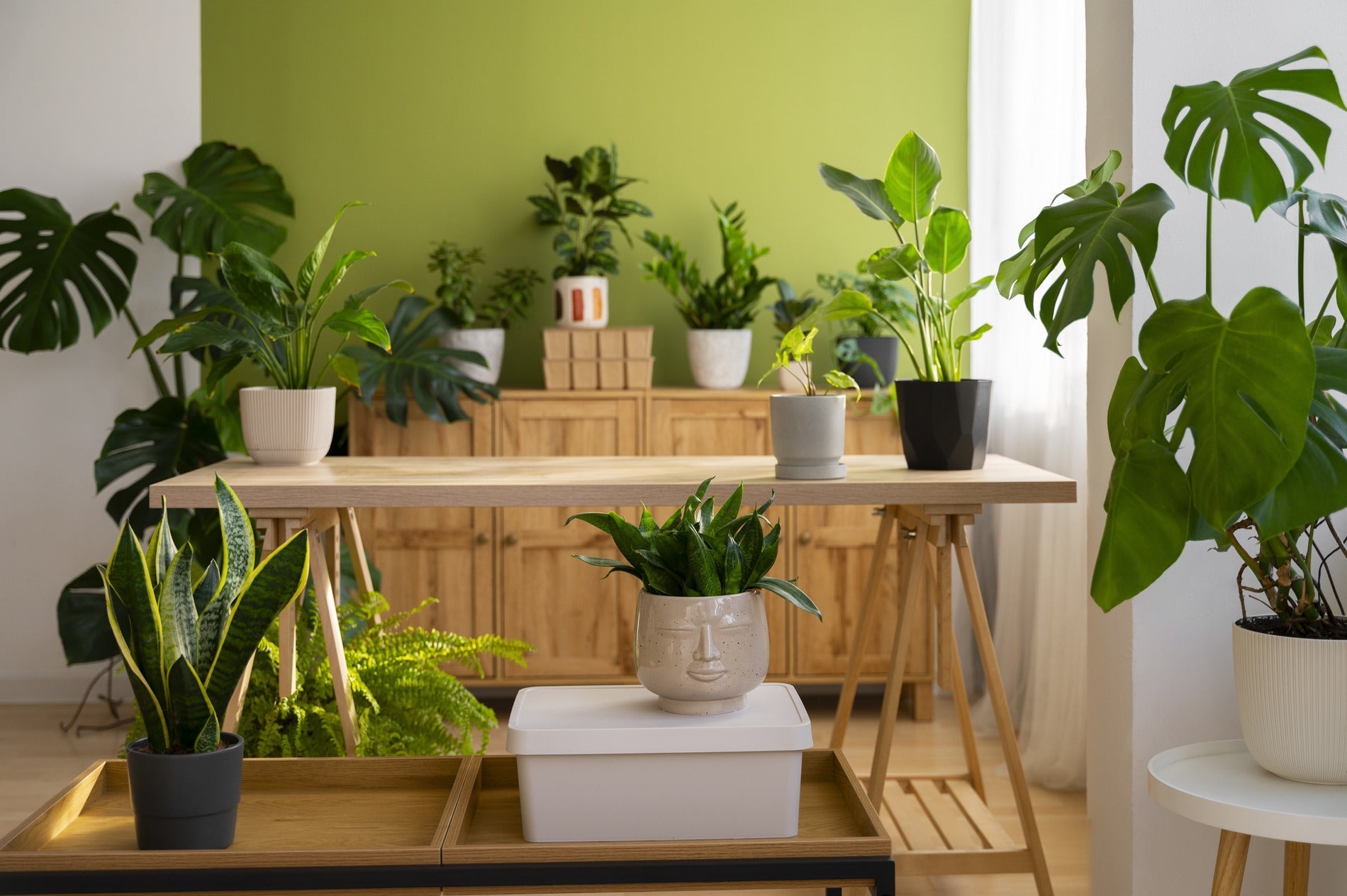 large money plant Money Tree Plant | Tropical Indoor Plants & Houseplants for Delivery main image 0