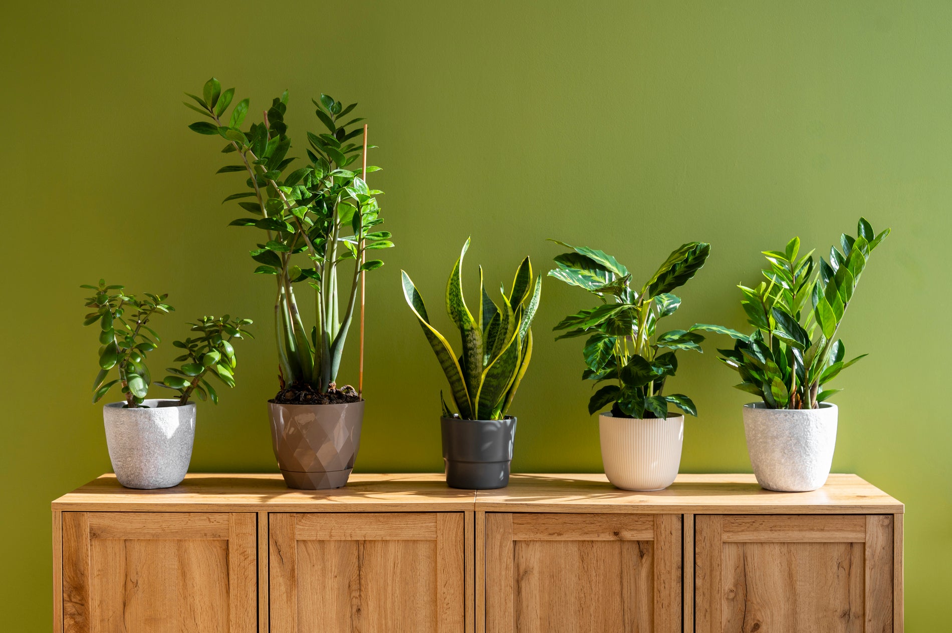 Indoor Small Plants For Bedroom indoor-small-plants-for-bedroom