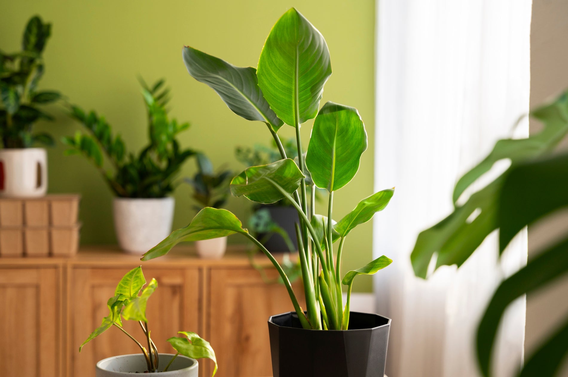palm tree indoor plant Majesty Palm for Sale
