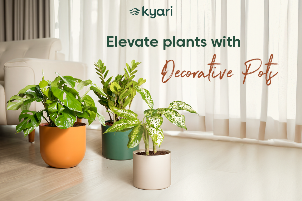 10 Large Decorative Pots For Indoor Plants  Kyari.co