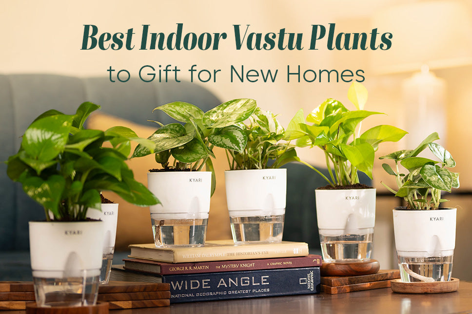 Best Indoor Vastu Plants to Gift for New Homes  Kyari.co