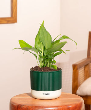 Peace Lily Plant With Mylo Self Watering Pot