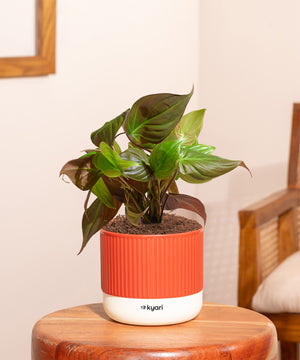 Philodendron Micans Plant With Mylo planter