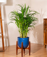Areca Palm with Metal Self Watering Pot