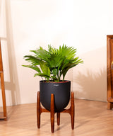 China Palm with Metal Self Watering Pot
