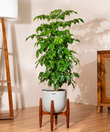 China Doll with Metal Self Watering Pot