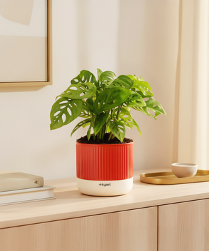 Philodendron Broken Heart Plant With Mylo planter
