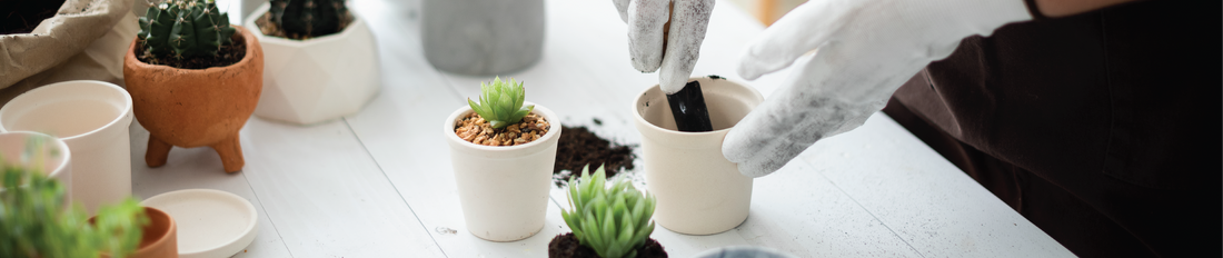 Repotting the Plant: Things to Keep in Mind