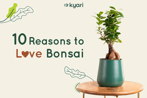 bonsai plants