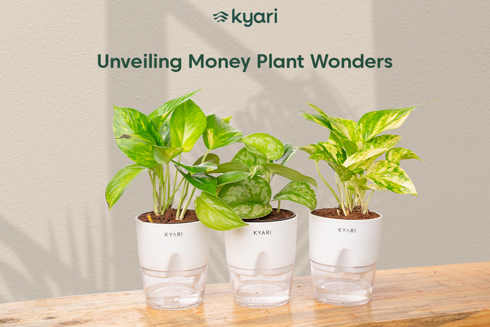 Common Problems and Fixes