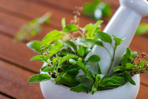 Tulsi plant, Tulsi plant benefits, Types of tulsi plant