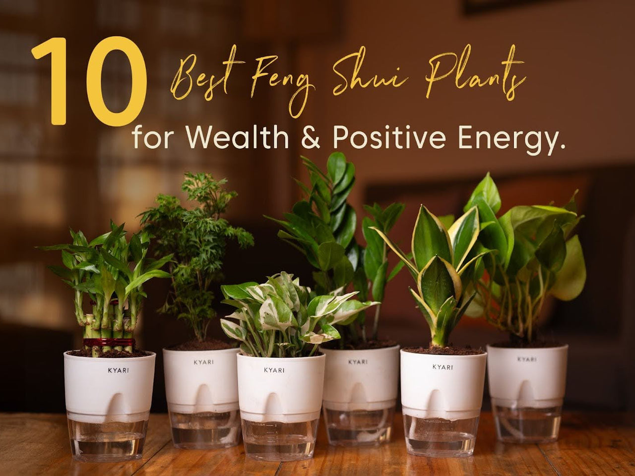 10+ Best Feng Shui Plants for Wealth & Positive Energy – Kyari.co