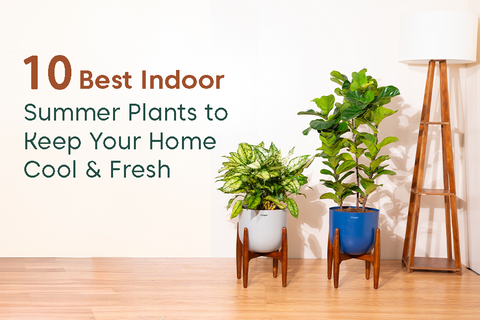 what is a pothos plant Pothos 'Satin' | Indoor Plant | Tropical Plant | Potted Plant