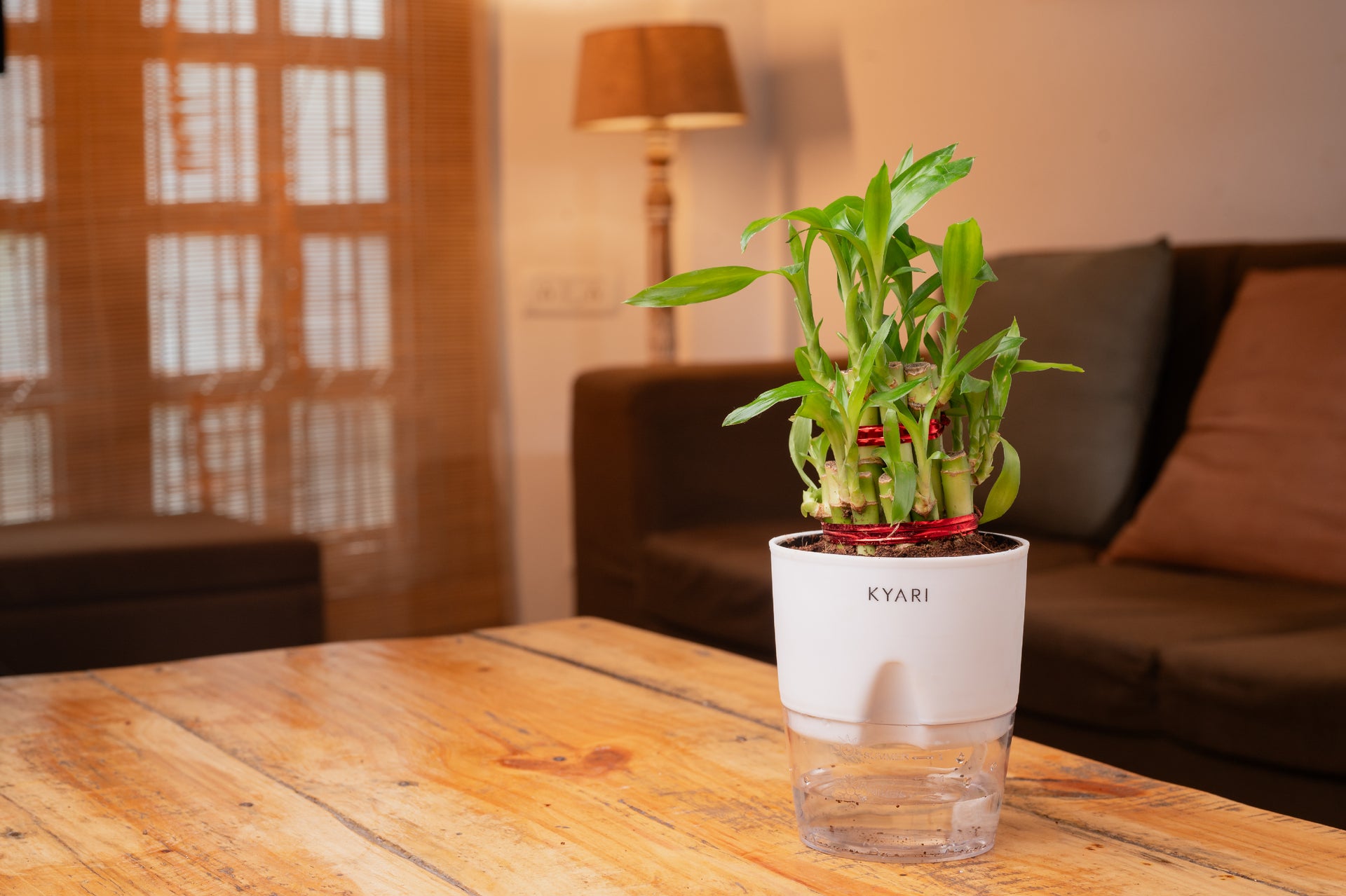 philodendron burgundy princess Philodendron Burgundy Princess - 4