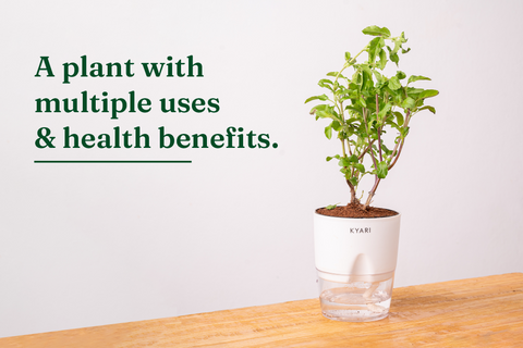 tulsi-medicinal-uses-and-health-benefits