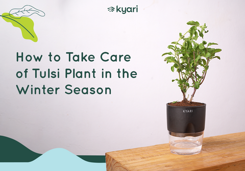 care tulsi plant in winter season