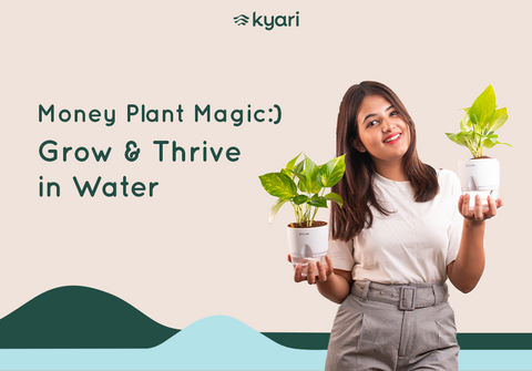 grow money plants in water​