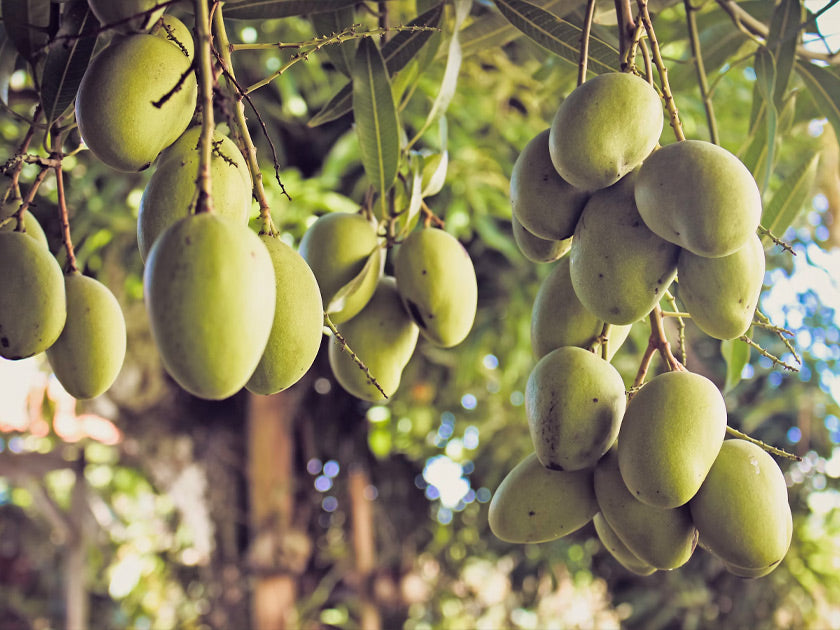 Top 40 Famous Mango Varieties In India – Kyari.co