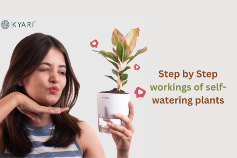 Step-by-Step Workings of Self-Watering Plants