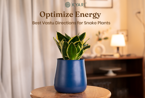 vastu-direction-for-snake-plants 