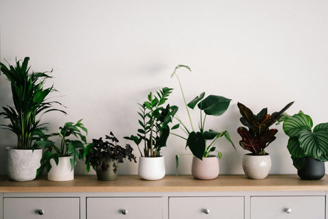 4 Must Have Good Luck Plants For Home & Office