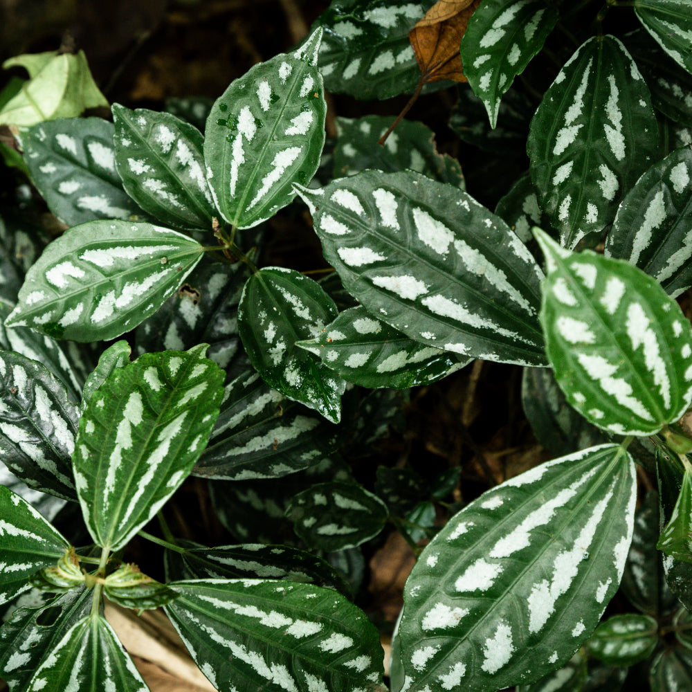 Aglaonema Plant Guide : Benefits, Care, Propagation and More