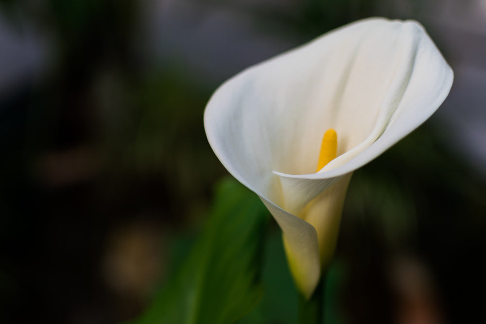 The Peace Lily Guide: Benefits, Care, Propagation, and More