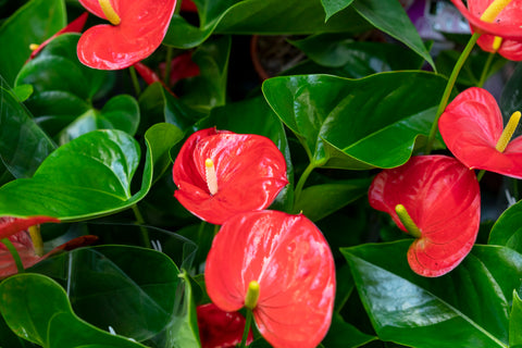 Anthurium: Care, Types & Propagation