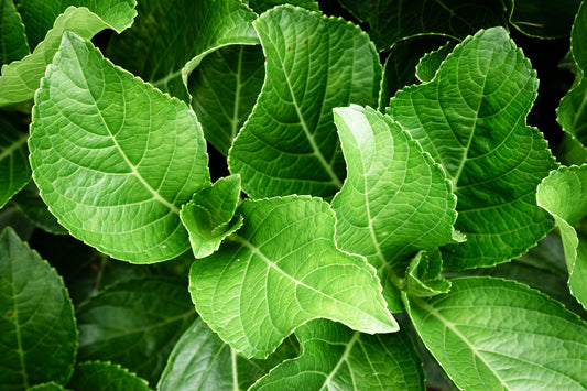 8 Interesting Benefits and Uses of Betel Leaf for Overall Health