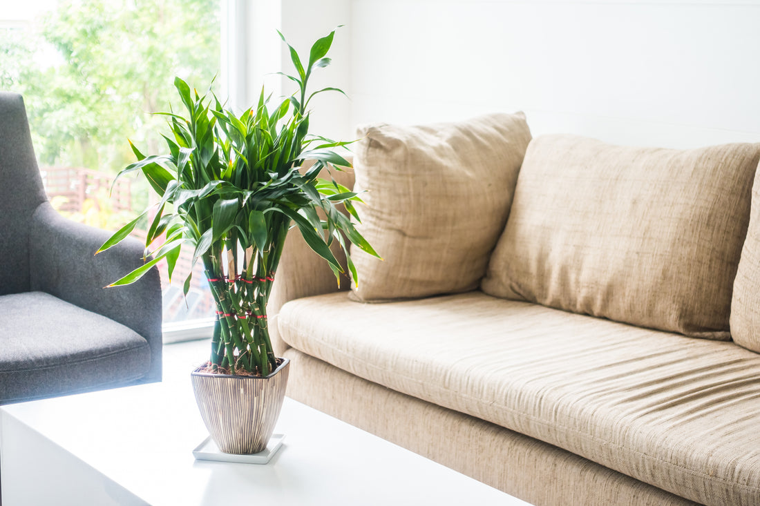 Indoor plants, plants for your home, top 10 indoor plants