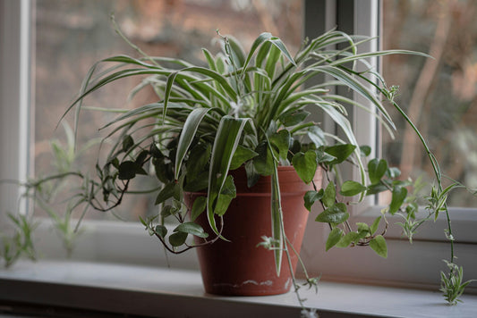 How to do Indoor Spider Plant Care? Tips to Grow Indoor Chlorophytum Comosum