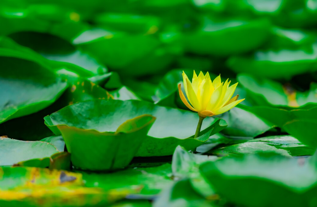 10 Water Plants to Bring Life and Joy to Your Home