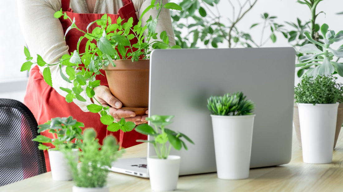 Plants in office, workplace plants, Benefits of adding plants to workplace