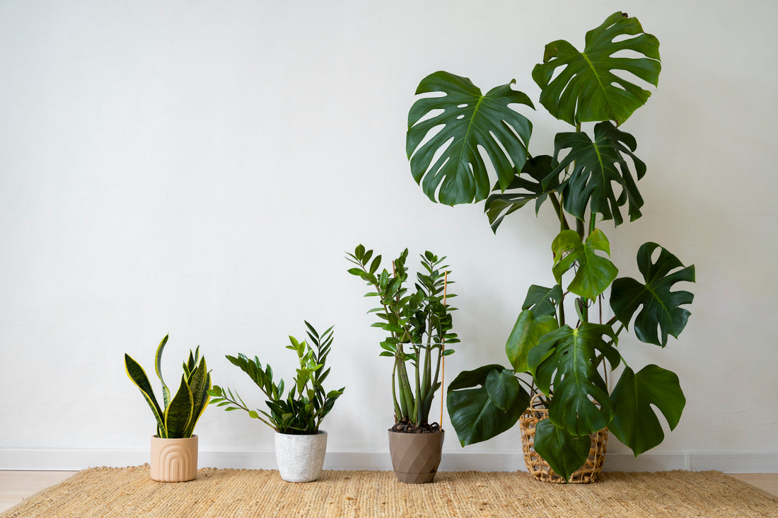 4 Best Air Purifying Plants You Must Have At Home