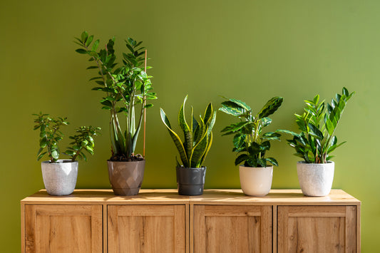 Top Indoor Low Maintenance Plants to Spruce up Your Home Decor