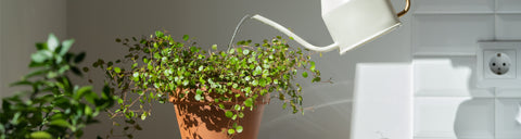 Watering indoor plants, over-watering plants, signs of over-watering the plant