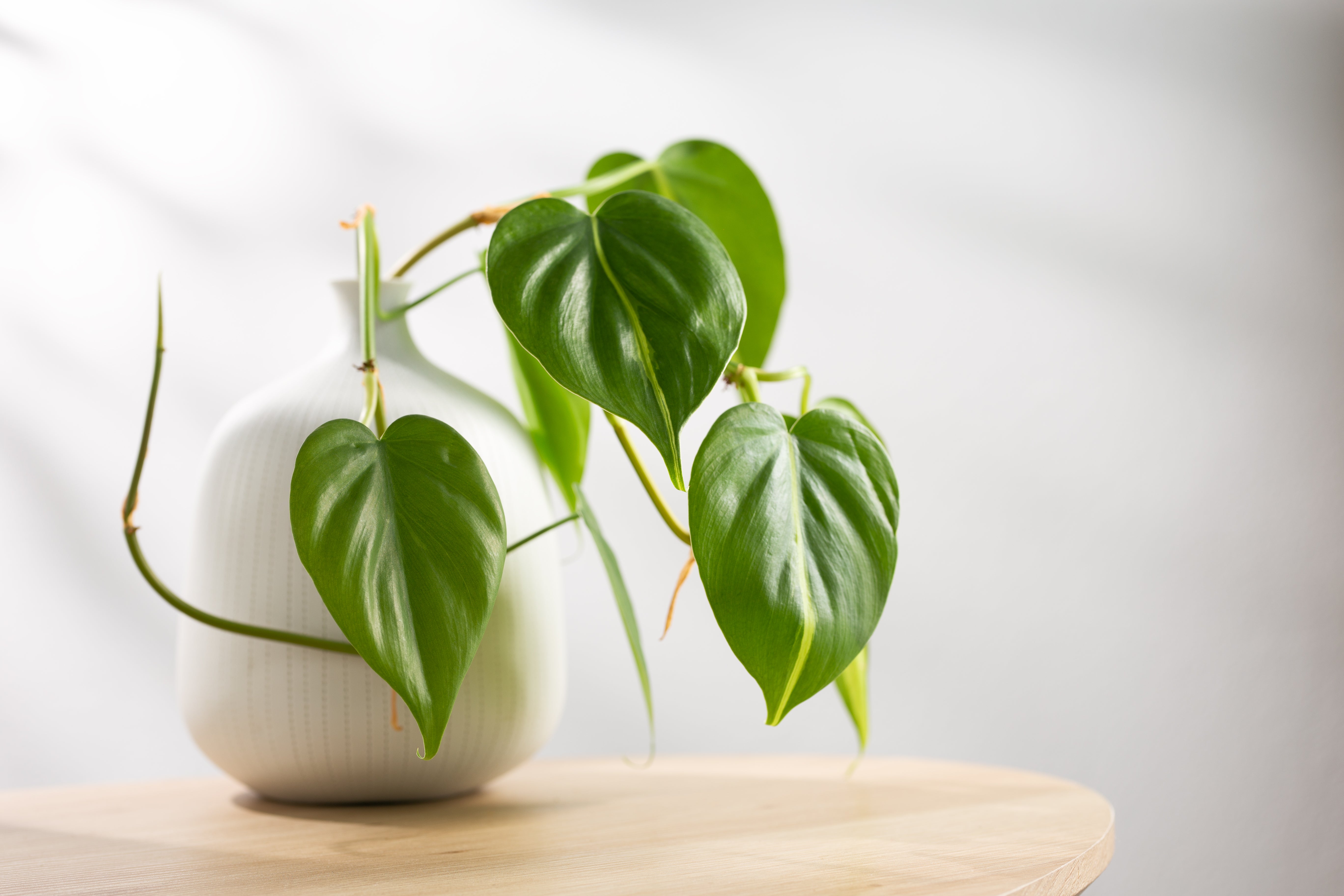 Reason Why Money Plant Is Called Money Plant – Kyari.co