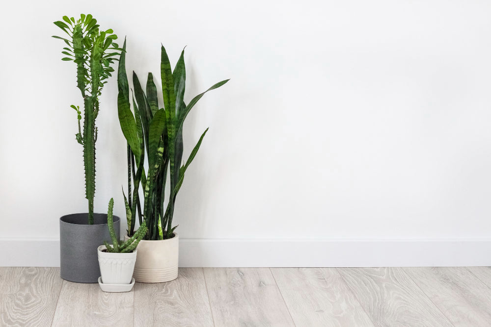 Discover the Top Benefits of Indoor Plants for Your Home and Health ...