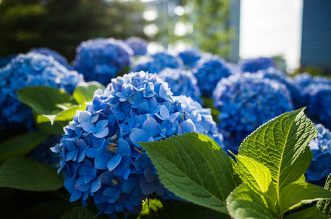 How to Grow and Care for Hydrangeas?