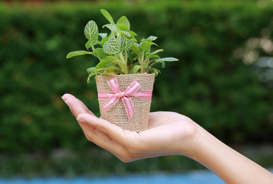 Top 10 indoor plants to give as housewarming gifts