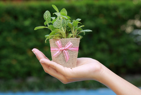 Top 10 indoor plants to give as housewarming gifts