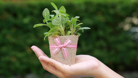 10+ Thoughtful Plant Gift Ideas for Plant Lovers