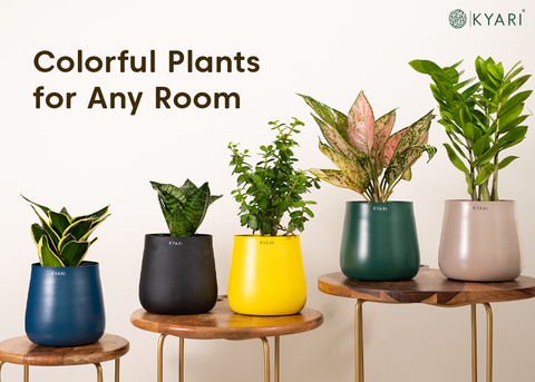 10 Plants Colorful Leaves to Brighten Up Your Indoor Space