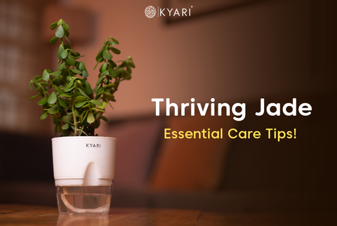 How To Take Care Of Jade Plant: Jade Plant Growing Tips