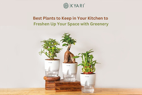 Best Plants to Keep in Your Kitchen to Freshen Up Your Space with Greenery