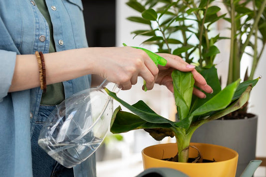 Spring Cleaning Your Houseplants and Planters