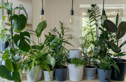 Five Amazing Science-Backed Benefits Of Houseplants